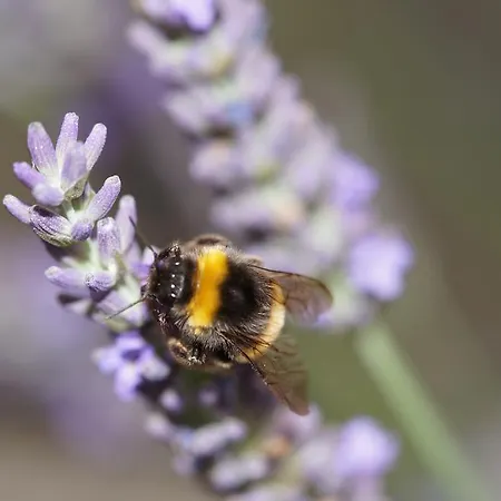 & Lisas-welt Wasserkuppe Penzion