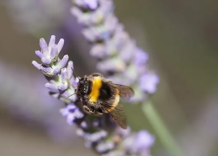 Gasthaus&pension Lisas-welt Gasthof